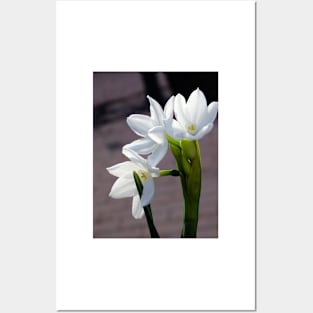 White Narcissus Posters and Art